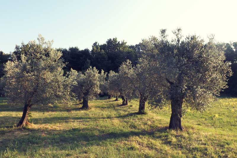 Ulivi per produzione olio di oliva