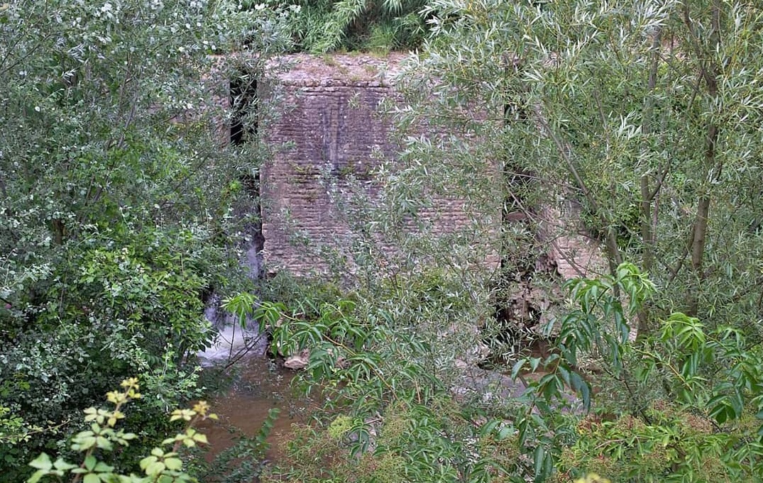 mola saracena capena