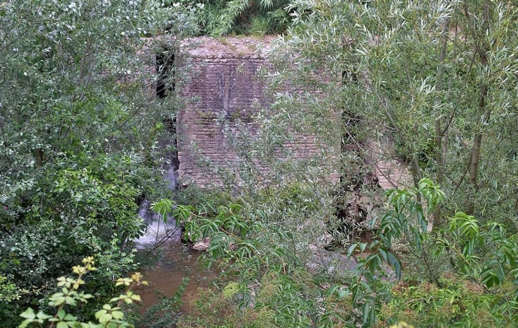 mola saracena capena