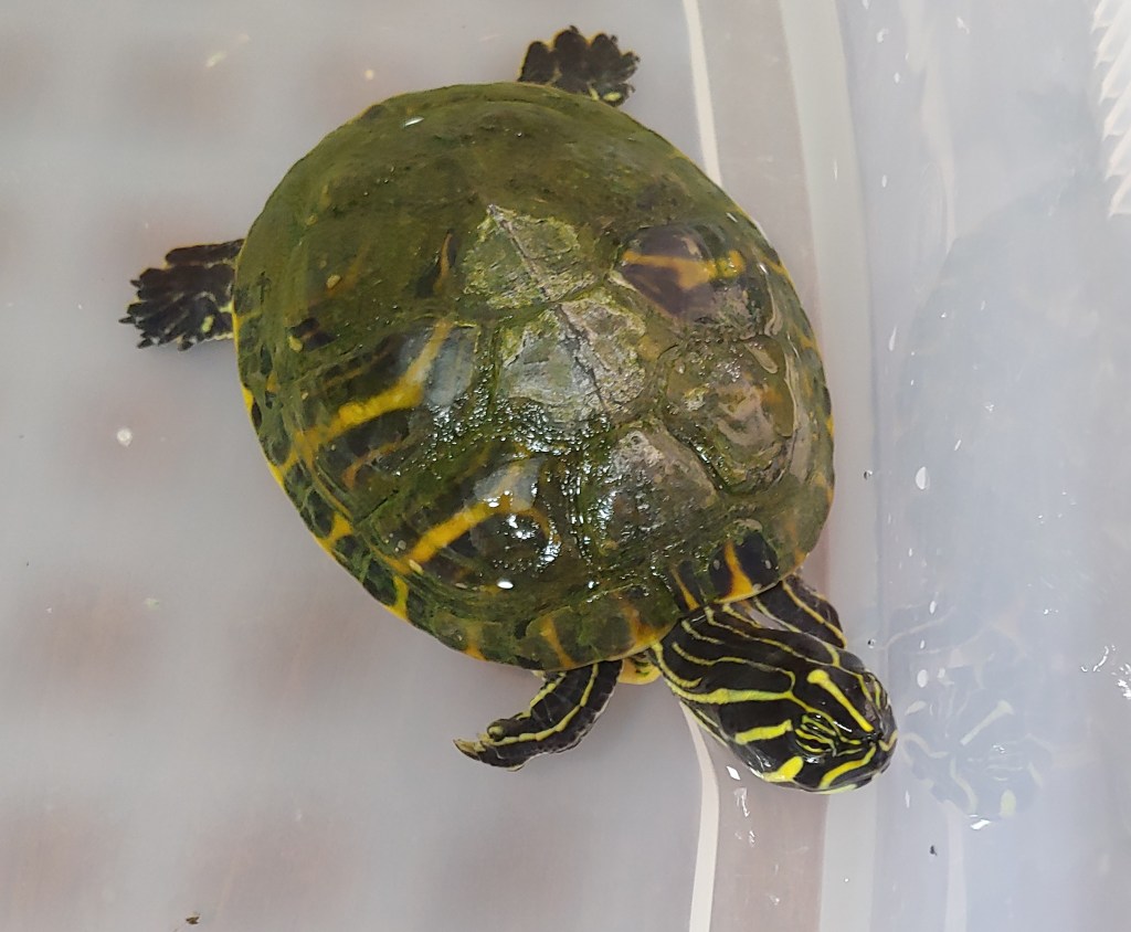 Testuggine cooter di fiume (Pseudemys concinna).