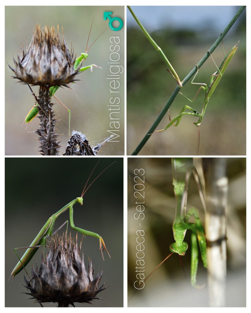 Mantidi