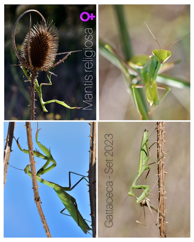 Mantidi