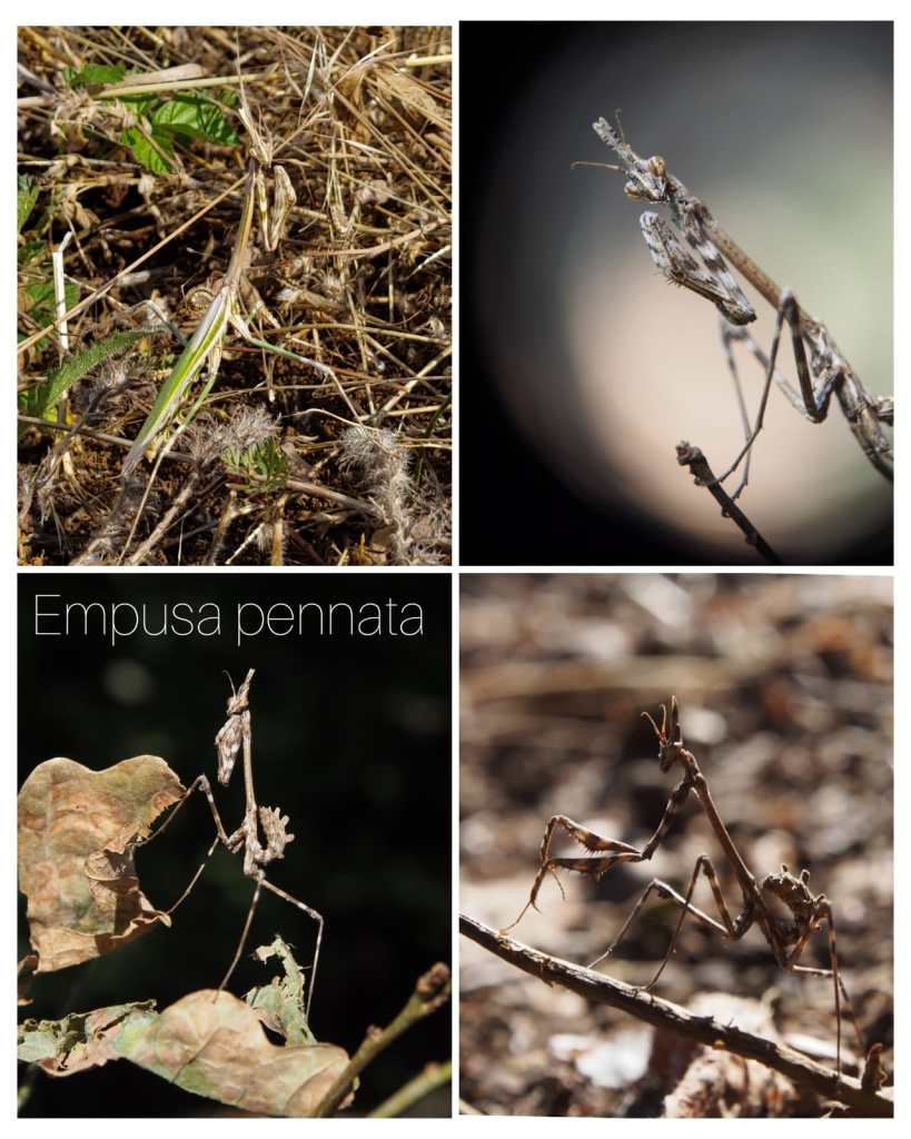Mantidi