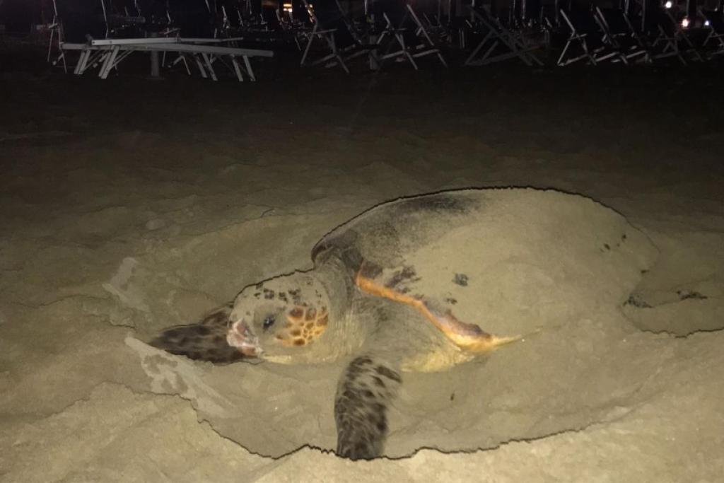Tartarughe marine, record storico in Italia: nel 2025 oltre 700 nidi