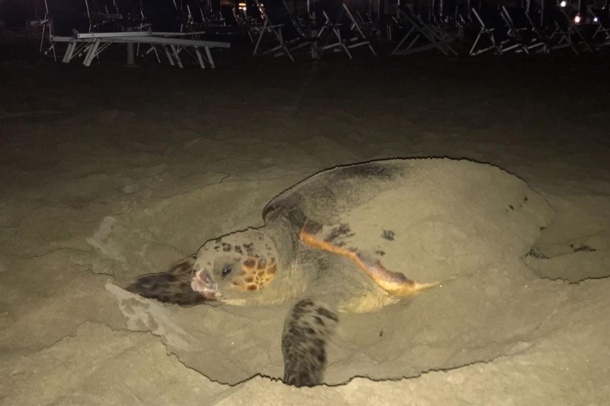 Tartarughe marine, record storico in Italia: nel 2025 oltre 700 nidi