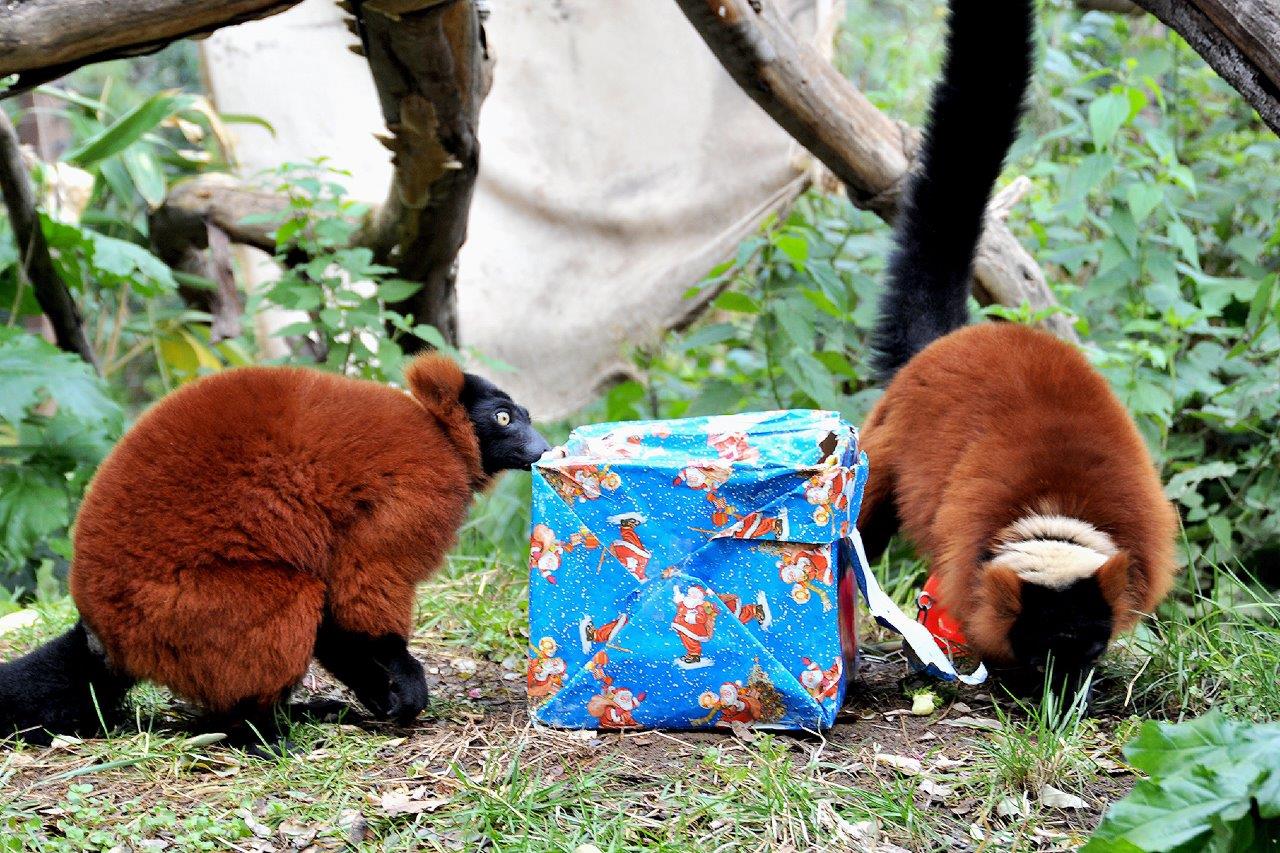 Bioparco di Roma: attività e giochi per le feste di Natale