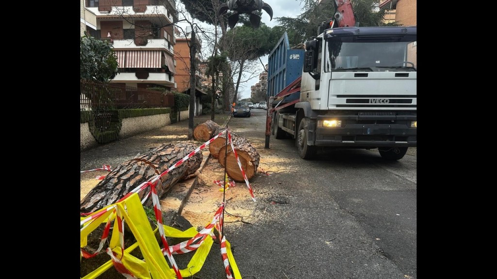 Colleverde: al via il monitoraggio delle alberature dopo il maltempo