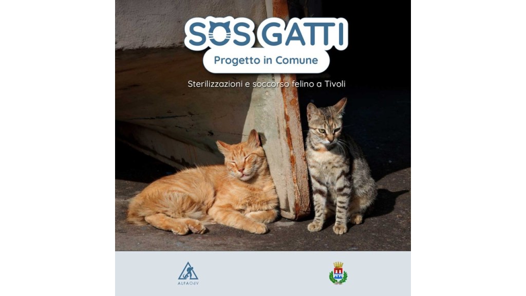 Tivoli – Al via “SOS Gatti”: Comune e ALFA OdV insieme contro il randagismo felino