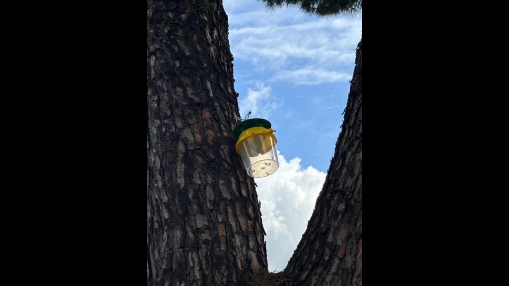 Guidonia Montecelio: al via la prevenzione contro la processionaria del pino