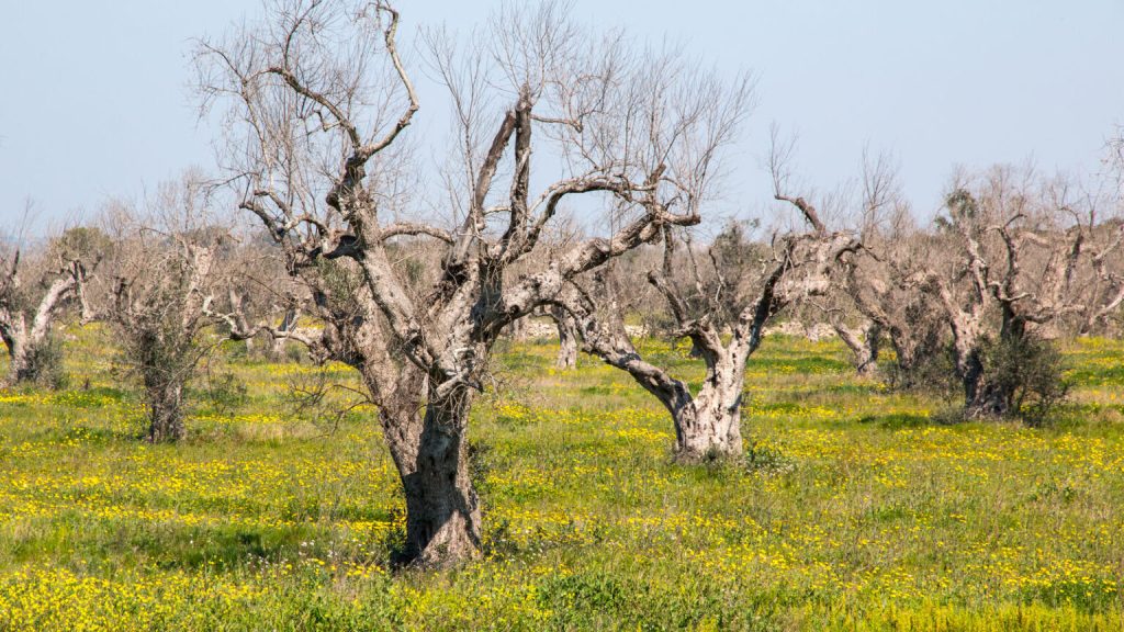 Xylella, Regione Lazio e Confagricoltura: stop allarmismi