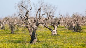 Xylella, Regione Lazio e Confagricoltura: stop allarmismi