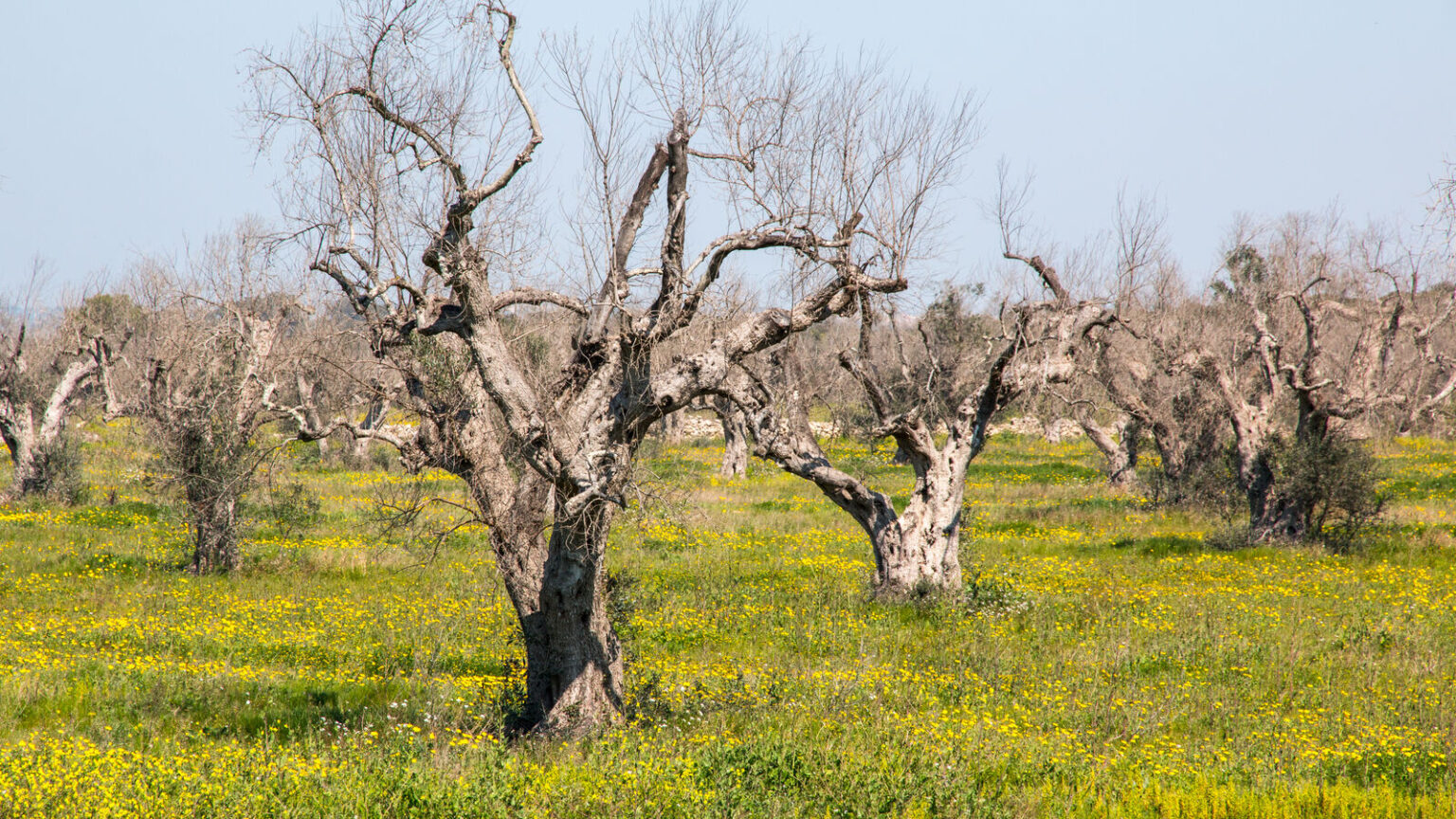 Xylella, Regione Lazio e Confagricoltura: stop allarmismi