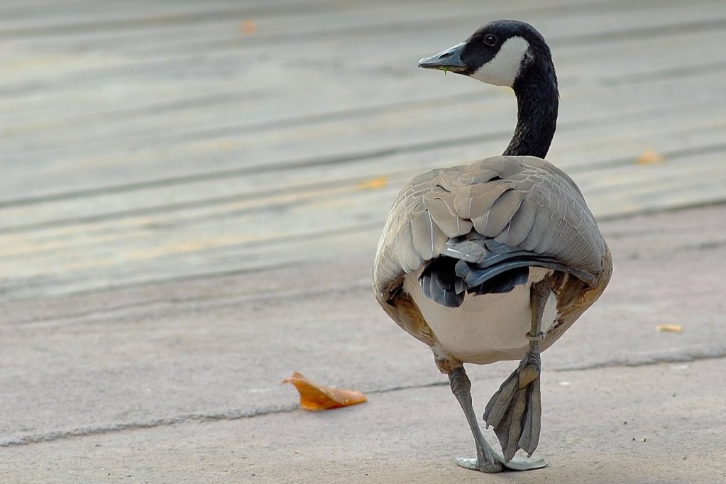 Bioparco di Roma, torna la City Nature Challenge