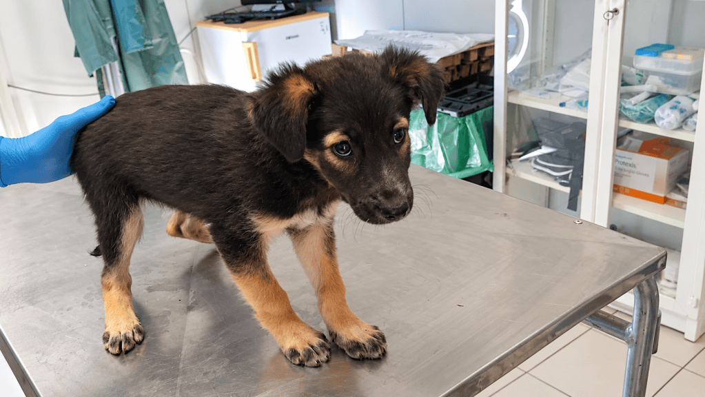 Tivoli, cuccioli trasferiti in canile: l’Asl Roma 5 conferma le buone condizioni di salute